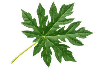 Close-up of a vibrant green papaya leaf, showcasing its intricate veins and lobes, isolated on a transparent background