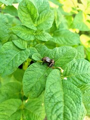 Close-up photo of Colorado beetles on potato plant foliage in natural light. Represents crop damage, agricultural pests, and organic farming threats. 