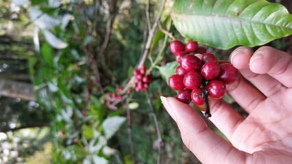 harvesting ripe red coffee beans from the tree. Coffee beans are the seeds of the coffee plant and are the source of coffee drinks.