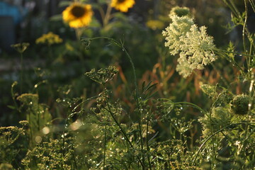 yellow flowers in the forest