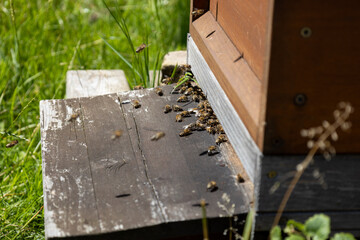 A delicate spider nest intricately woven among branches, showcasing nature’s quiet craftsmanship.