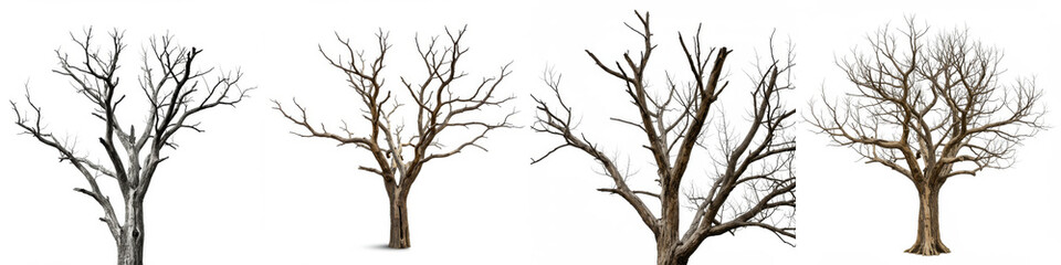 Obraz premium Bare Trees Winter Collection - Four detailed images of bare trees against a white background, perfect for winter themes, nature scenes, or design elements