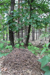 A lively anthill of fallen pine needles under young, green deciduous trees among bushes of...