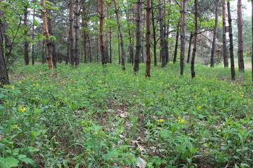 Wild celandine blooms on the edge of the forest among tall, wonderful pine trees.