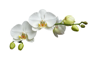 Naklejka premium Elegant white orchid flowers and buds on a green stem isolated on transparent background