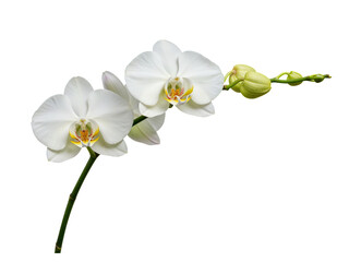 Plakat Delicate white phalaenopsis orchid with unopened buds on a stem isolated on transparent background