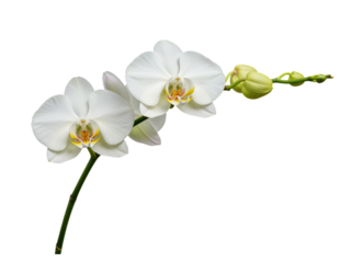 Delicate white phalaenopsis orchid with unopened buds on a stem isolated on transparent background