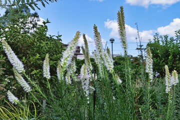 リアトリス・スピカータ 'フローリスタンホワイト' 
