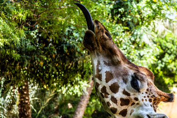 A beautiful spotted giraffe stretches its long dark blue tongue upwards towards a green branch on a...