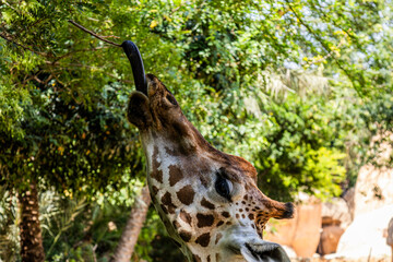 A beautiful spotted giraffe stretches its long dark blue tongue upwards towards a green branch on a...