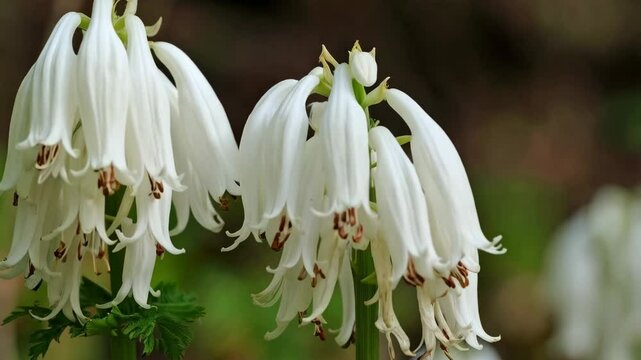 Elegant Dutchman's Breeches wildflowers blooming in a cluster with delicate white petals and green foliage in springtime forest setting