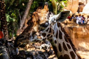 The face of a beautiful cute spotted giraffe in the biopark