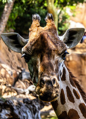 Close-up of the face of a beautiful spotted giraffe
