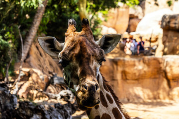 The face of a beautiful cute spotted giraffe