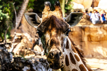 The face of a beautiful spotted giraffe