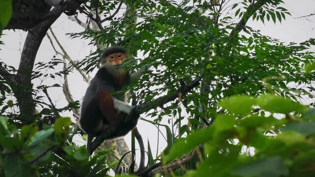 Red-shanked douc langur - Pygathrix nemaeus portrait of arboreal and diurnal Old World monkey endemic to Laos, Vietnam and Cambodia, folivorous and consume Acacia, Ficus. Beautiful colorful primate.