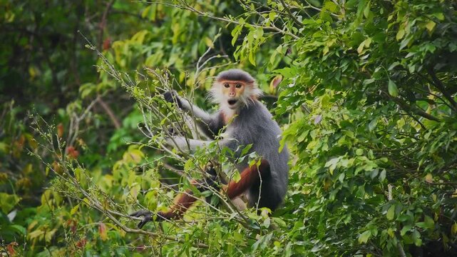 Red-shanked douc langur - Pygathrix nemaeus portrait of arboreal and diurnal Old World monkey endemic to Laos, Vietnam and Cambodia, folivorous and consume Acacia, Ficus. Beautiful colorful primate.