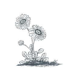 Gänseblümchen - Daisy
