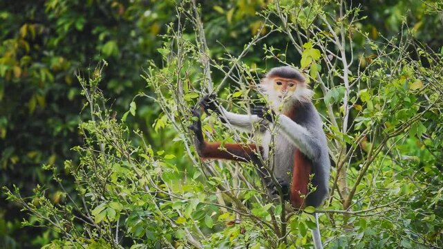 Red-shanked douc langur - Pygathrix nemaeus portrait of arboreal and diurnal Old World monkey endemic to Laos, Vietnam and Cambodia, folivorous and consume Acacia, Ficus. Beautiful colorful primate.