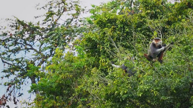 Red-shanked douc langur - Pygathrix nemaeus portrait of arboreal and diurnal Old World monkey endemic to Laos, Vietnam and Cambodia, folivorous and consume Acacia, Ficus. Beautiful colorful primate.