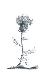 Distel -Thistle