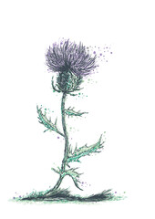 Distel -Thistle