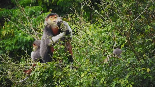 Red-shanked douc langur - Pygathrix nemaeus portrait of arboreal and diurnal Old World monkey endemic to Laos, Vietnam and Cambodia, folivorous and consume Acacia, Ficus. Beautiful colorful primate.