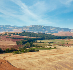 Beautiful landscape of summer countryside with wheat field and olives tree, Italy.