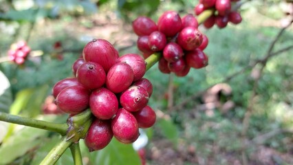 harvesting ripe red coffee beans from the tree. Coffee beans are the seeds of the coffee plant and are the source of coffee drinks.