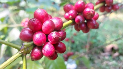 harvesting ripe red coffee beans from the tree. Coffee beans are the seeds of the coffee plant and are the source of coffee drinks.