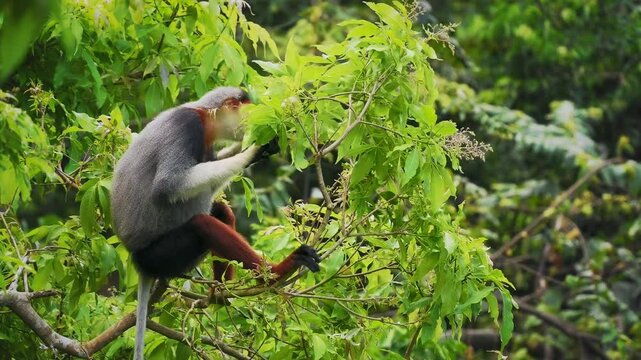 Red-shanked douc langur - Pygathrix nemaeus portrait of arboreal and diurnal Old World monkey endemic to Laos, Vietnam and Cambodia, folivorous and consume Acacia, Ficus. Beautiful colorful primate.