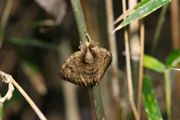 草茎に大きな房状触角を持つマイマイガ蛾雄成虫（アウトドアフィールド昆虫マクロ撮影）
