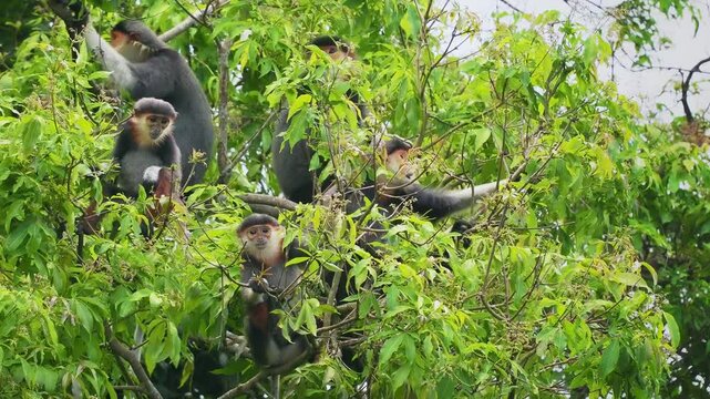 Red-shanked douc langur - Pygathrix nemaeus portrait of arboreal and diurnal Old World monkey endemic to Laos, Vietnam and Cambodia, folivorous and consume Acacia, Ficus. Beautiful colorful primate.