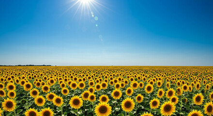 Fototapeta premium Sunflowers stretch to horizon under a brilliant sun in a clear blue sky