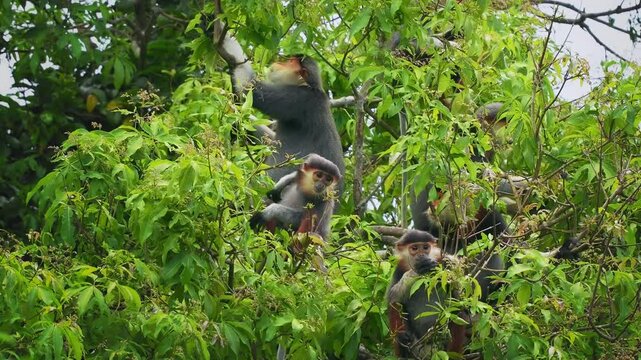 Red-shanked douc langur - Pygathrix nemaeus portrait of arboreal and diurnal Old World monkey endemic to Laos, Vietnam and Cambodia, folivorous and consume Acacia, Ficus. Beautiful colorful primate.