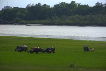 Several livestock animals graze on a lush meadow beside a wide river, where a boat drifts near the...