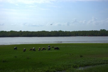 Several livestock animals graze on a lush meadow beside a wide river, where a boat drifts near the...