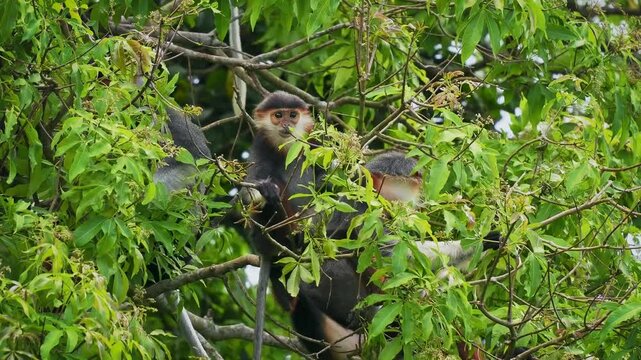 Red-shanked douc langur - Pygathrix nemaeus portrait of arboreal and diurnal Old World monkey endemic to Laos, Vietnam and Cambodia, folivorous and consume Acacia, Ficus. Beautiful colorful primate.