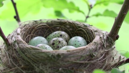 Close-up of a bird's nest containing speckled eggs nestled in a tree branch. - Powered by Adobe