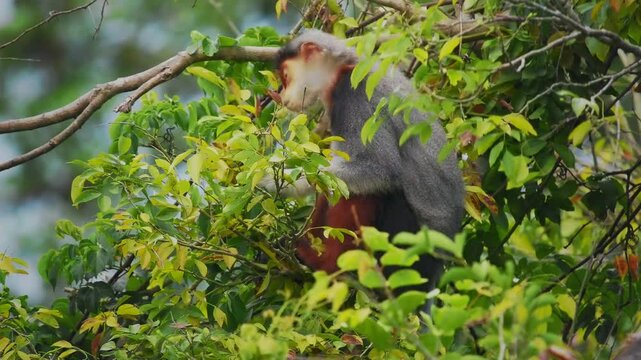 Red-shanked douc langur - Pygathrix nemaeus portrait of arboreal and diurnal Old World monkey endemic to Laos, Vietnam and Cambodia, folivorous and consume Acacia, Ficus. Beautiful colorful primate.
