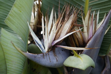 The tree bird of paradise (Strelitzia nicolai) is a species of flowering plant in the genus...