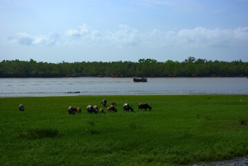 Several livestock animals graze on a lush meadow beside a wide river, where a boat drifts near the...