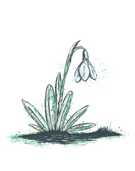 2023 -MAI- 07 Schneeglöckchen