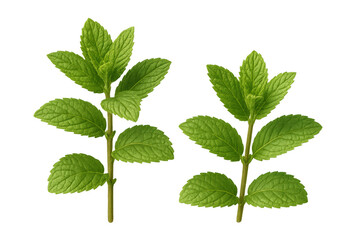 Fototapeta premium Two sprigs of fresh mint with vibrant green leaves are isolated on a transparent background, ready for use in food, beverage, or health-related designs