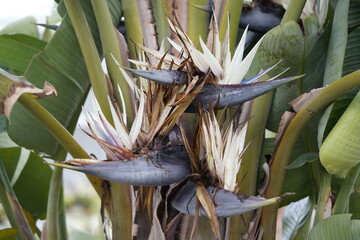 The tree bird of paradise (Strelitzia nicolai) is a species of flowering plant in the genus...