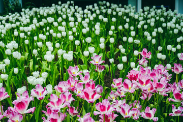 Spring madness. Bright and colorfull blossoming Tulip flowers in the sunny park. Vibrant Multicolored Tulip Field Displaying a Captivating Array of Blooming Flowers in a Sunny Spring Landscape