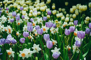 Spring madness. Bright and colorfull blossoming Tulip flowers in the sunny park. Vibrant Multicolored Tulip Field Displaying a Captivating Array of Blooming Flowers in a Sunny Spring Landscape