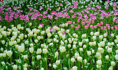 Spring madness. Bright and colorfull blossoming Tulip flowers in the sunny park. Vibrant Multicolored Tulip Field Displaying a Captivating Array of Blooming Flowers in a Sunny Spring Landscape