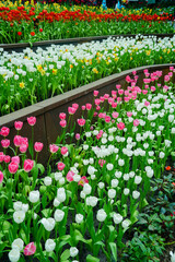 Spring madness. Bright and colorfull blossoming Tulip flowers in the sunny park. Vibrant Multicolored Tulip Field Displaying a Captivating Array of Blooming Flowers in a Sunny Spring Landscape