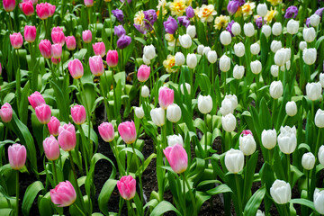 Spring madness. Bright and colorfull blossoming Tulip flowers in the sunny park. Vibrant Multicolored Tulip Field Displaying a Captivating Array of Blooming Flowers in a Sunny Spring Landscape